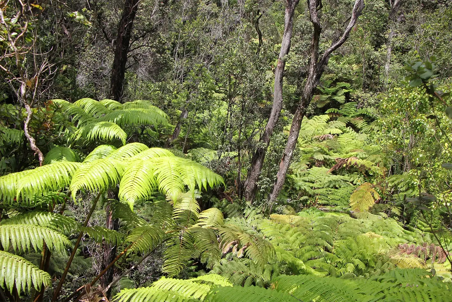 Image of a Hawaiian rainforest